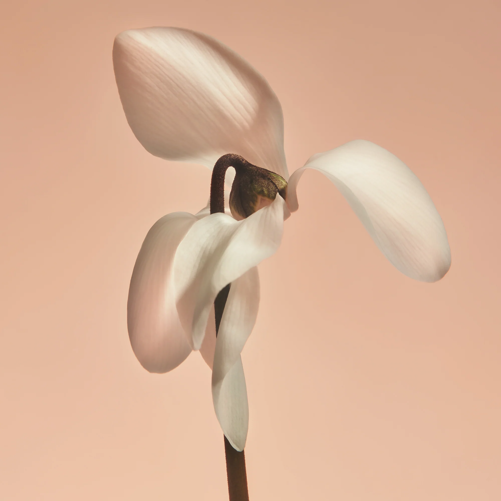 Missing Person - Fragrance Duet - Image 4